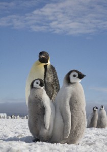 emperorpenguins